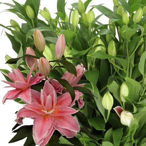 LILY ORIENTAL - MART