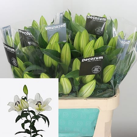 LILY ORIENTAL - MARTINE