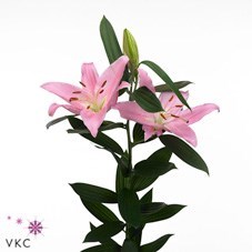 LILY ORIENTAL - MCALEESE
