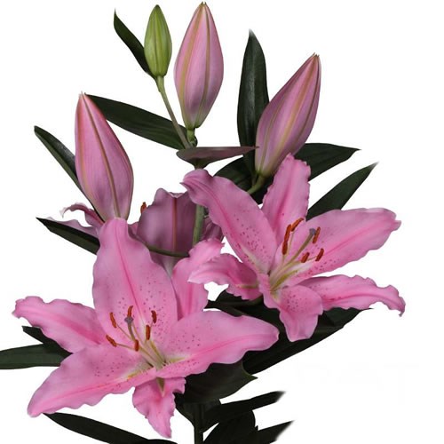 LILY ORIENTAL - MCALEESE