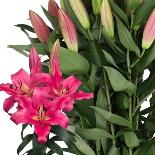 LILY ORIENTAL - NOTTING HILL