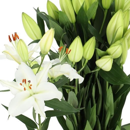 LILY ORIENTAL - PACIFIC OCEAN