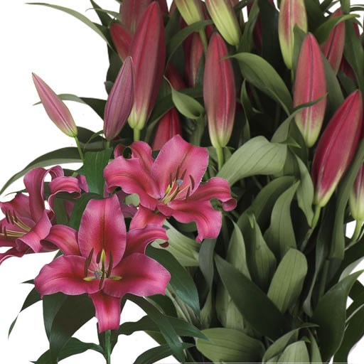 LILY ORIENTAL - PALAZZO