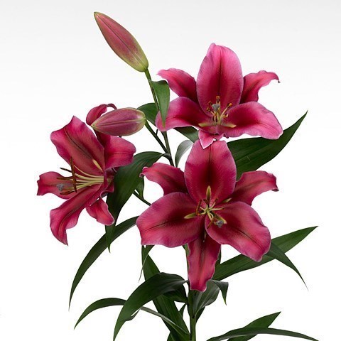 LILY ORIENTAL - PALAZZO