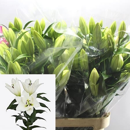 LILY ORIENTAL - PETACAS
