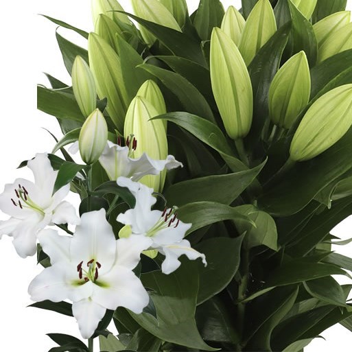 LILY ORIENTAL - PETACAS