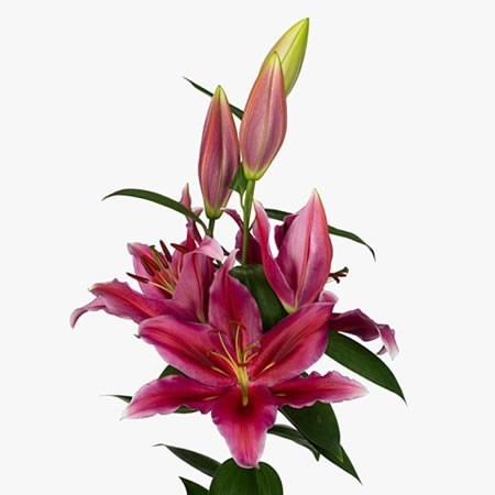 LILY ORIENTAL - PETER SCHENK