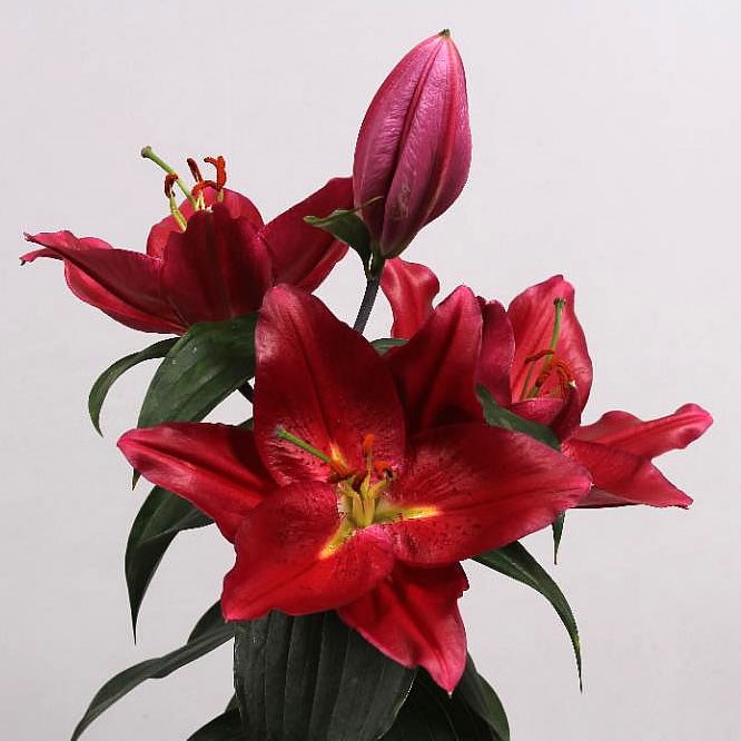 LILY ORIENTAL - PICO