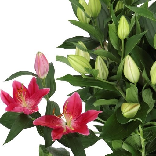 LILY ORIENTAL - PICO