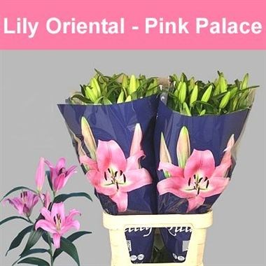 LILY ORIENTAL - PINK PALACE
