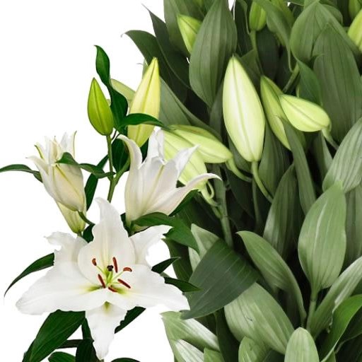 LILY ORIENTAL - PREMIUM BLOND
