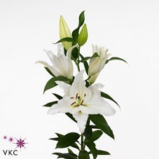 LILY ORIENTAL - PREMIUM BLOND