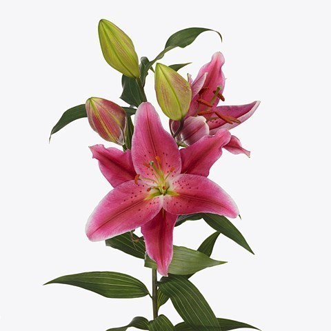 LILY ORIENTAL - RED DAWN