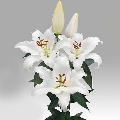 LILY ORIENTAL RIVERDALE 100cm 4+ | Wholesale Dutch Flowers