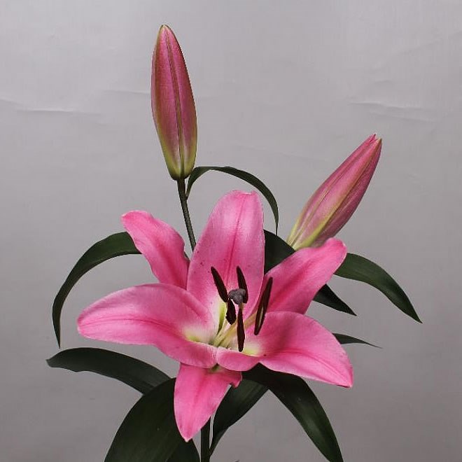Lily oriental - robina