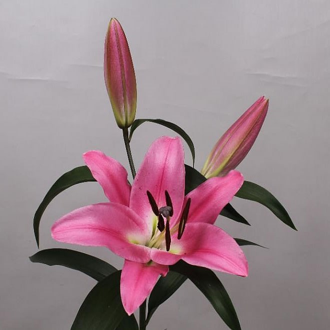 LILY ORIENTAL - ROBINA