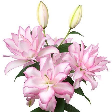 Lily Oriental Roselily Anouska 85cm Wholesale Dutch Flowers