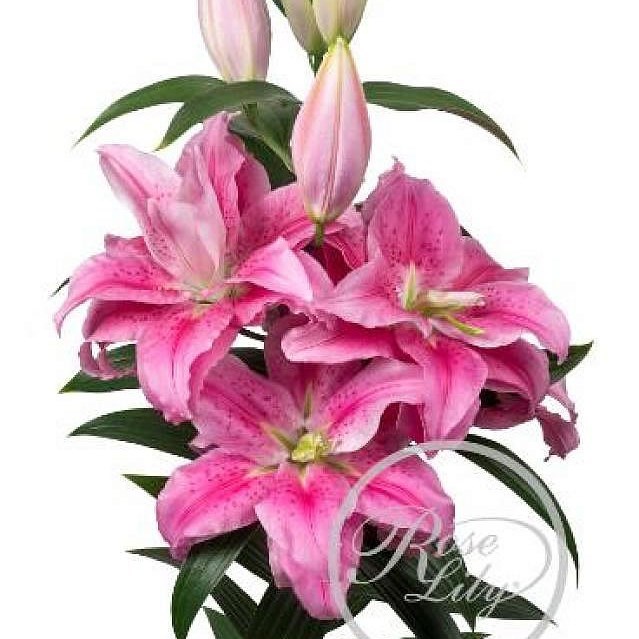 LILY ORIENTAL - ROSELILY CLARISSA 90cm | Wholesale Dutch Flowers