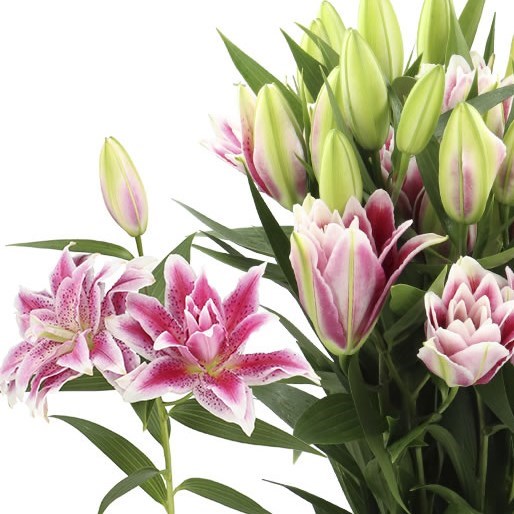 LILY ORIENTAL - ROSELILY DORIA 80cm | Wholesale Dutch Flowers & Florist ...
