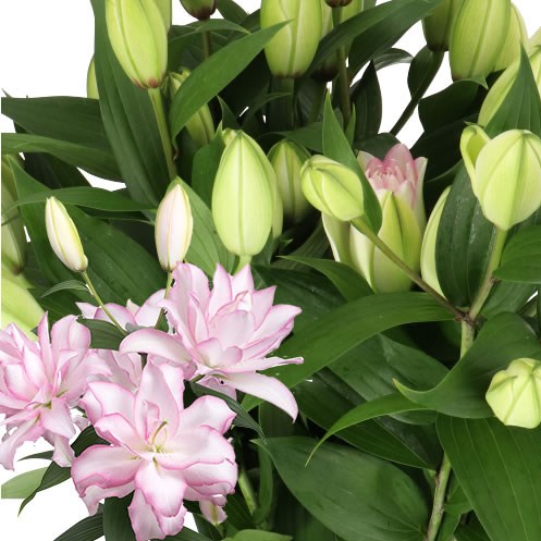 LILY ORIENTAL - ROSELILY MANOUSKA