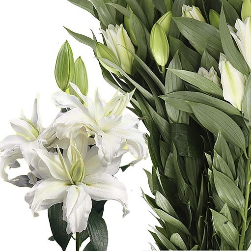 LILY ORIENTAL - ROSELILY PETRONELLA