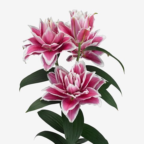 LILY ORIENTAL - ROSELILY SAMANTHA 80cm 4+ | Wholesale Dutch Flowers