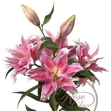 Lily Oriental Roselily Thalita 90cm 4 Wholesale Dutch Flowers