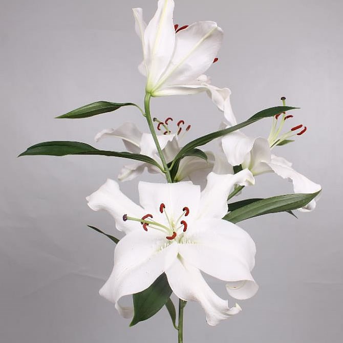 LILY ORIENTAL - SANTANDER