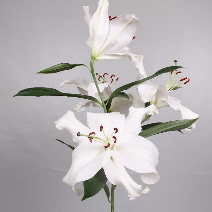 LILY ORIENTAL - SANTANDER