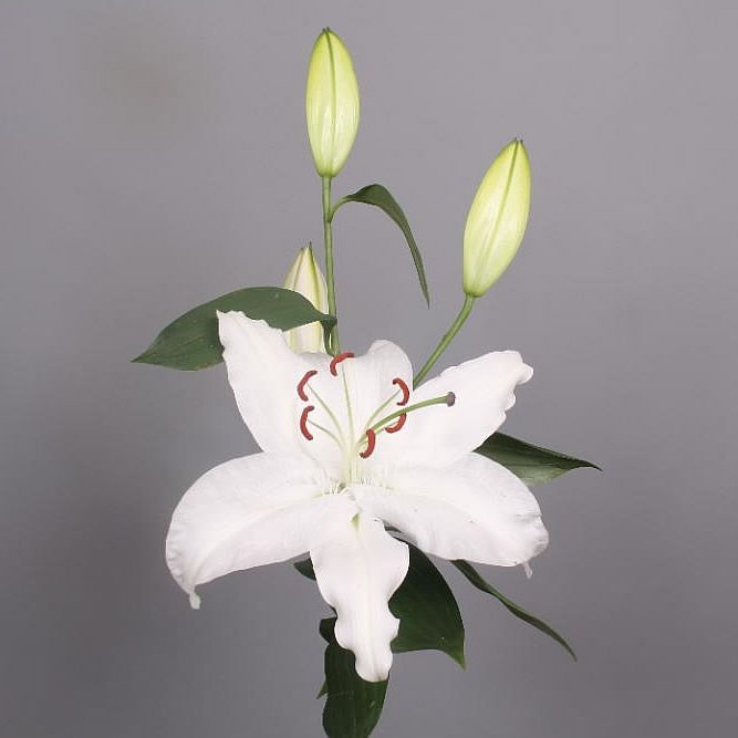 Lily Oriental - Sapporo (medium)