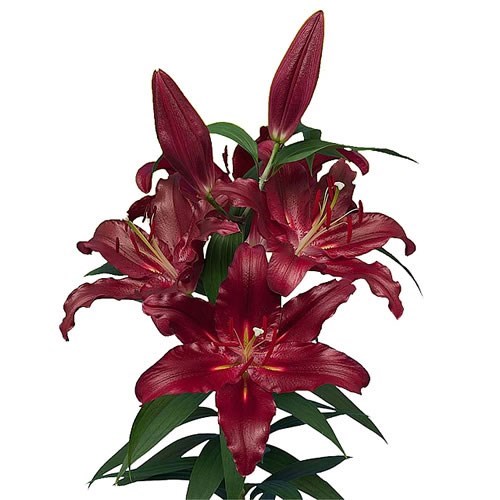 LILY ORIENTAL - SCORPIO