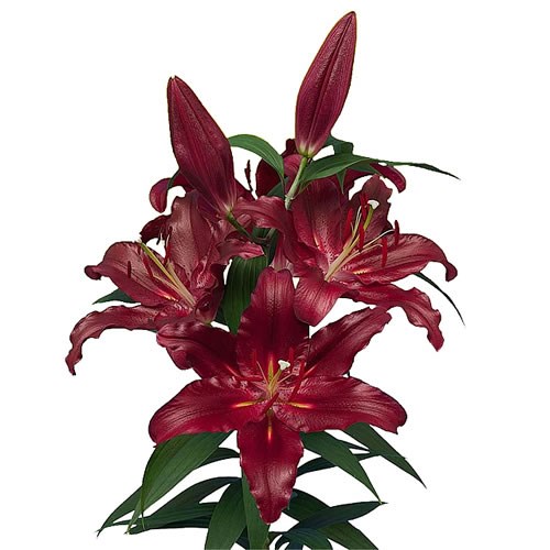 LILY ORIENTAL  - SCORPIO