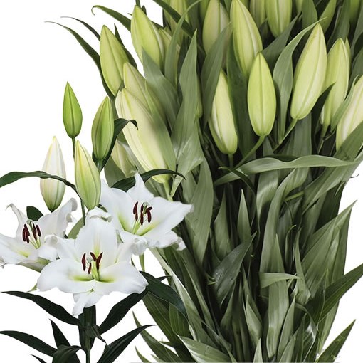 LILY ORIENTAL - SEMPIONE