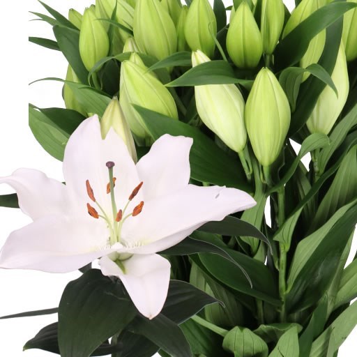 LILY ORIENTAL - SEVERN