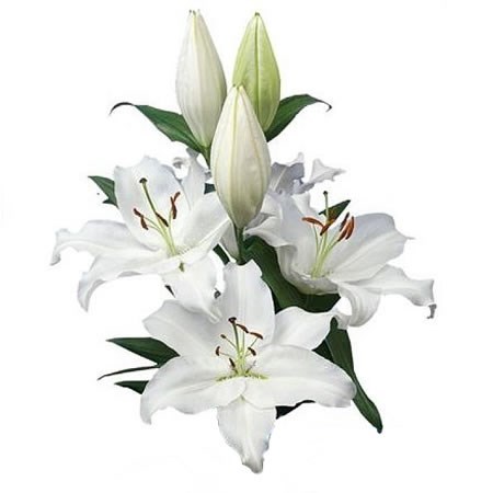 LILY ORIENTAL - SEVERN