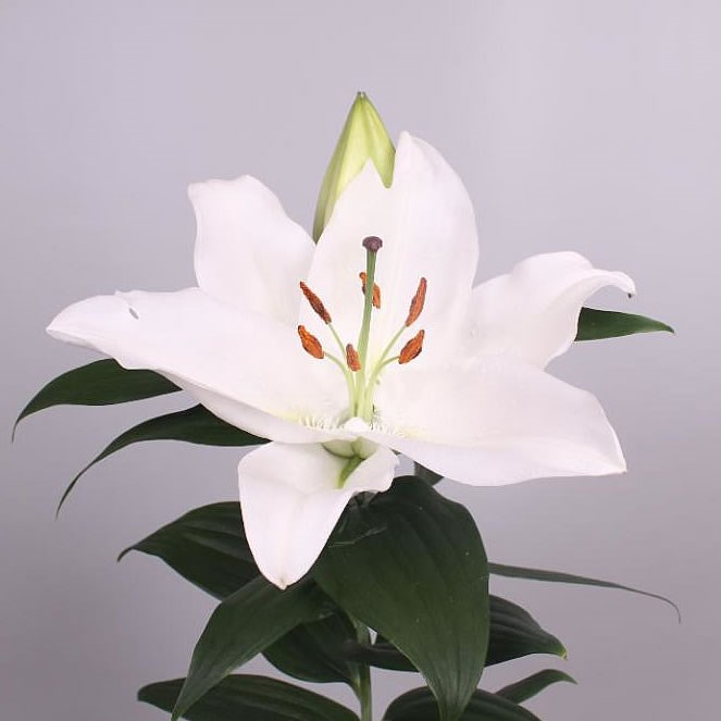 LILY ORIENTAL - SEVERN
