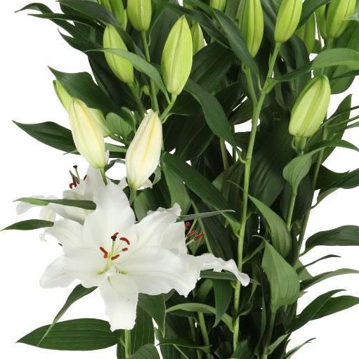 LILY ORIENTAL - SIGNUM