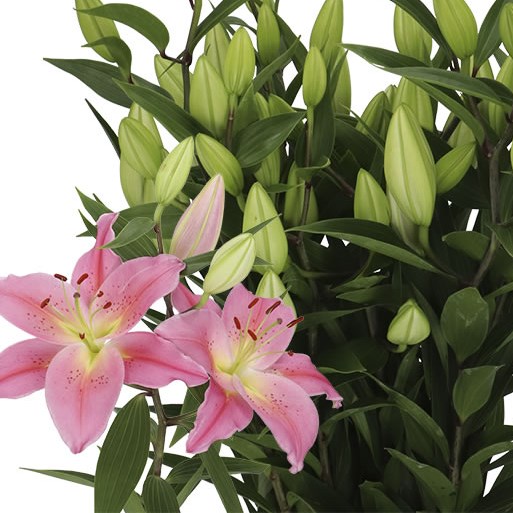 LILY ORIENTAL - TARRANGO
