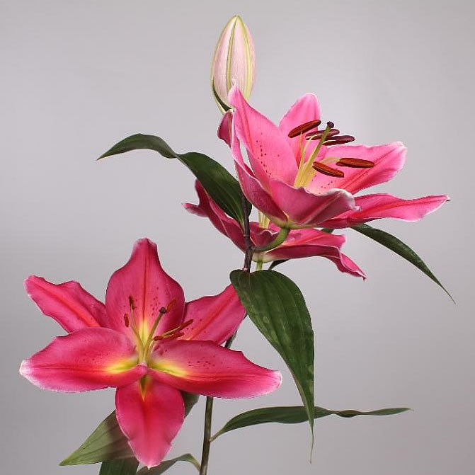 Lily Oriental - Tarrango