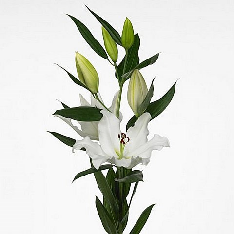 LILY ORIENTAL - TOUREGA