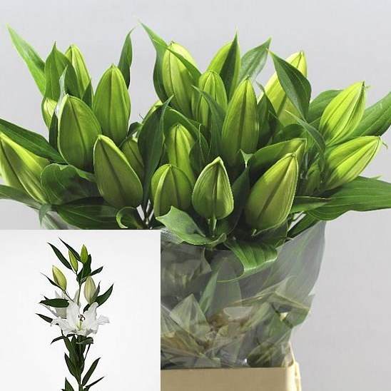 LILY ORIENTAL - TOUREGA
