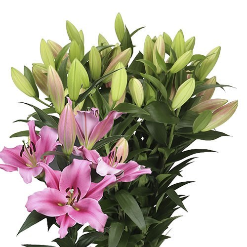 LILY ORIENTAL - TROCADERO 100cm 4+ | Wholesale Dutch Flowers