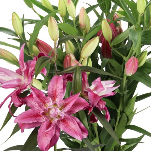 LILY ORIENTAL - VALENTE 85cm | Wholesale Dutch Flowers & Florist