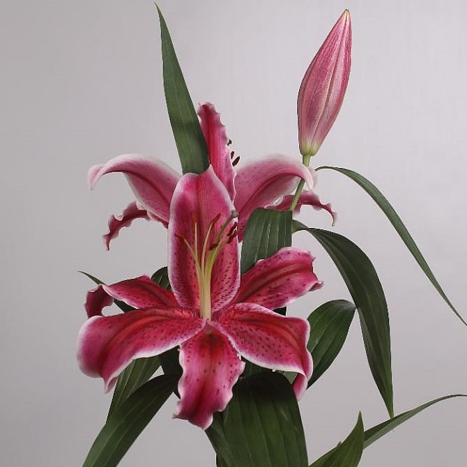 Lily Oriental - valentino