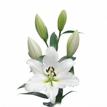 LILY ORIENTAL - VESTARO