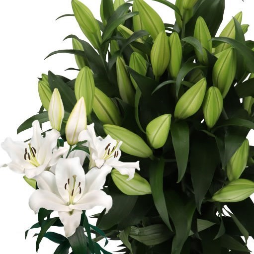 LILY ORIENTAL - WESTMINSTER