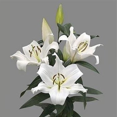 LILY ORIENTAL - ZAMBESI