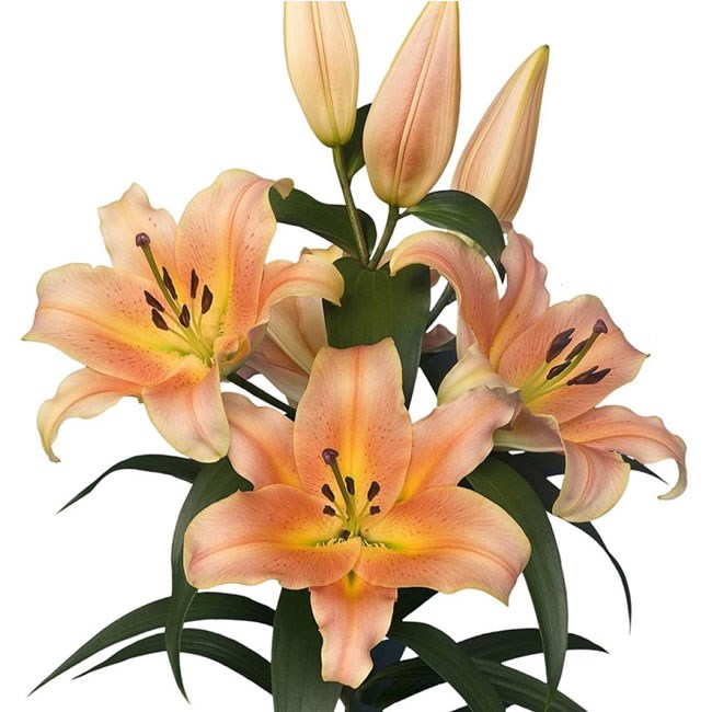 LILY ORIENTAL - ZELMIRA