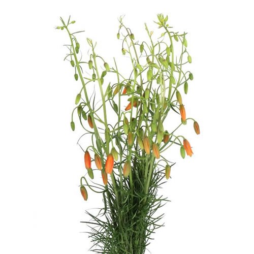 LILY SPECIOSUM LANCIFOLIUM