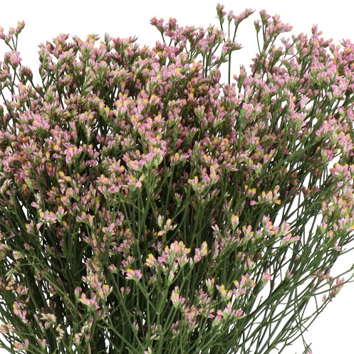 LIMONIUM BLUSH DIAMOND